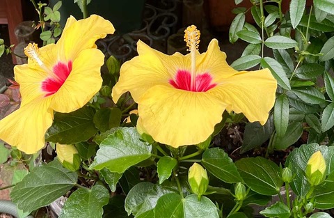 hibiscus