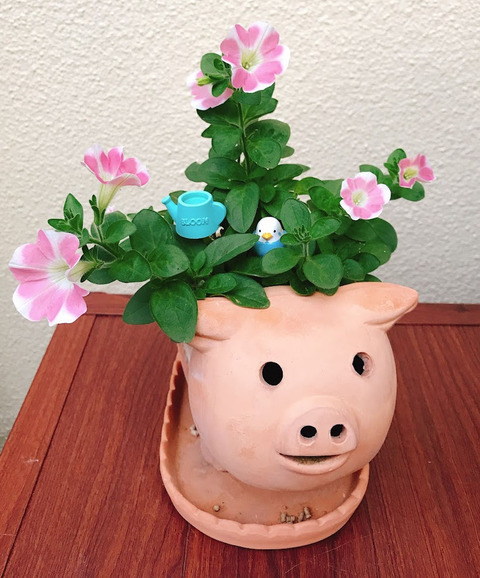 pig_planter02