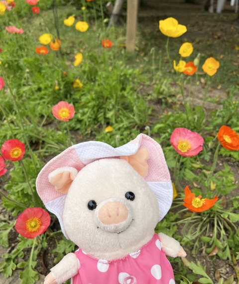 puton_poppy