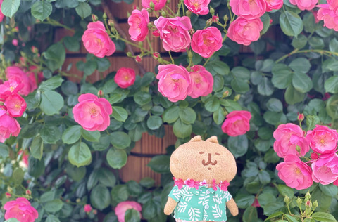 yokohama_rose_ne_ne_neco