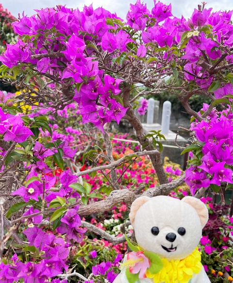bougainvillea