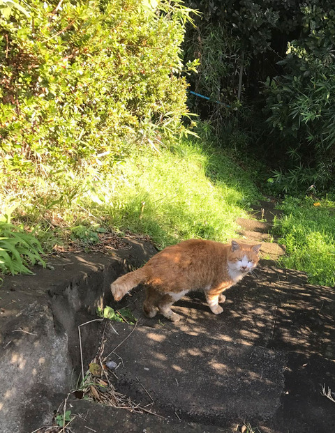 20161123_photo_neko02