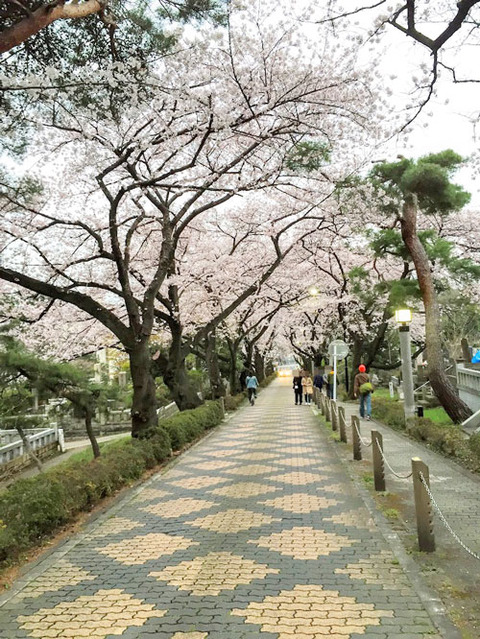 青山霊園桜