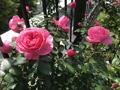 americayamapark_rose