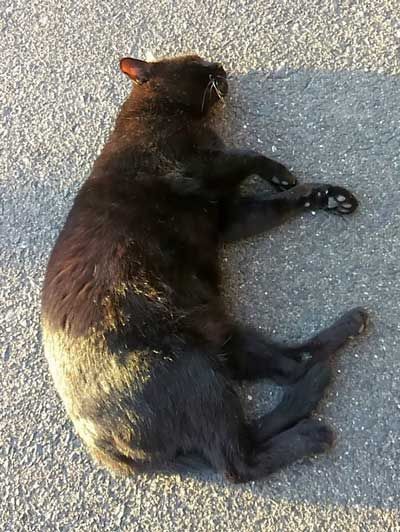くろねこ