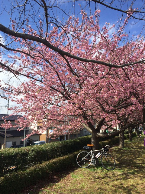 桜