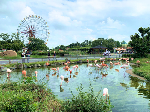 flamingo