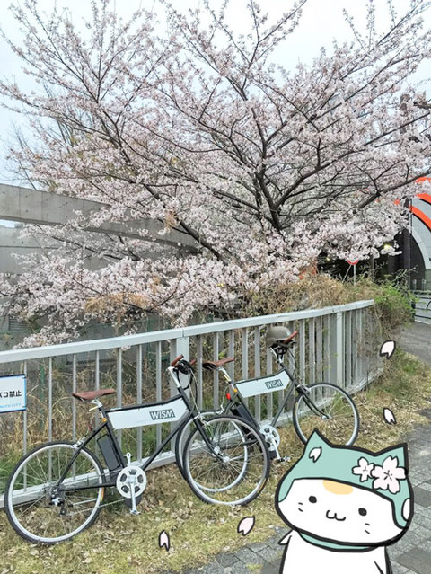 チャリにゃんと桜