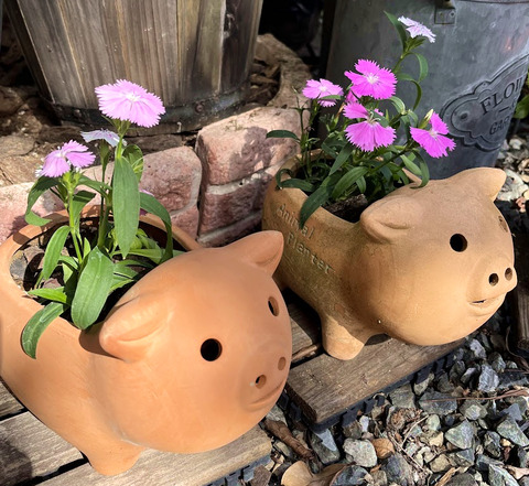 nadeshiko_pig