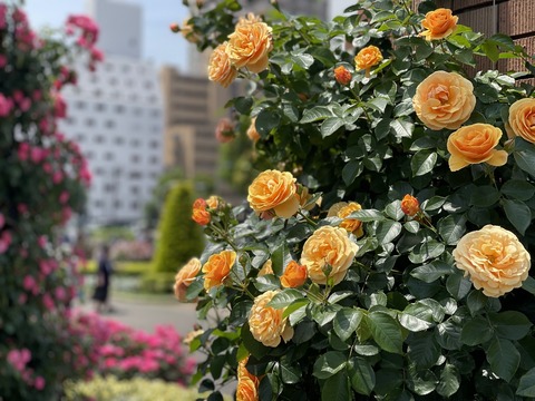 yamashita_park02