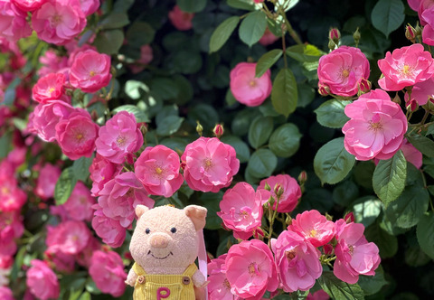 yokohama_rose_puton