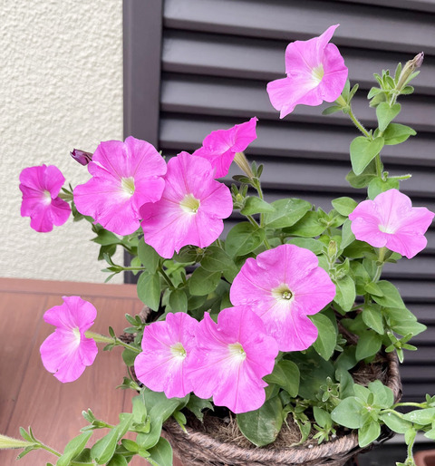 petunia