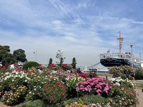 jikawamaru_rose