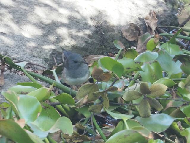 シキチョウ 四季鳥 とエクセルアートのはハチドリ 野鳥綴り Kikkoのこつこつ鳥見とexcelart