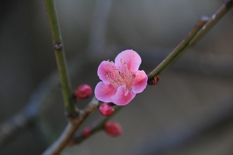 aIMG_9005