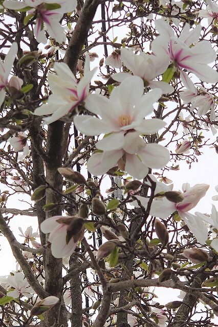 s_DSC_8200_2