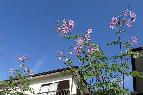 DSC07790