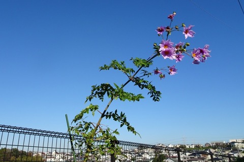 aDSC08802