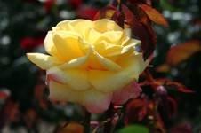 15b100ae.jpg