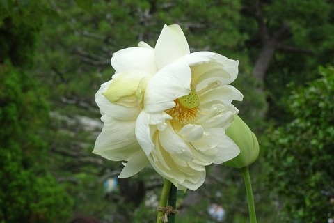 s-DSC08334