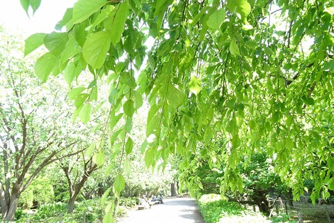s-DSC09916