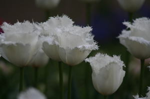 1c493022.jpg