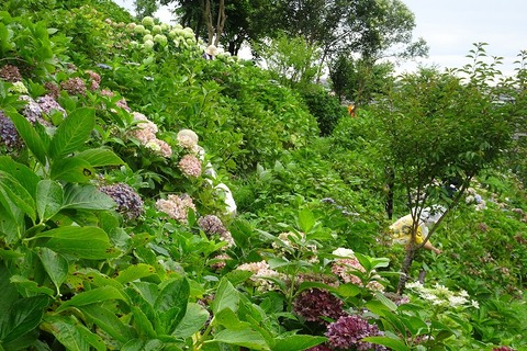 DSC03370