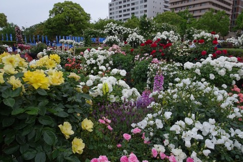 DSC00291