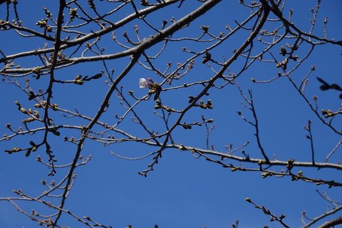 s-DSC00679
