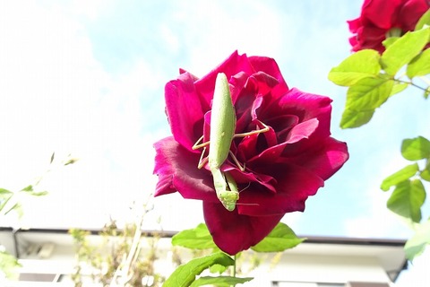 DSC07358