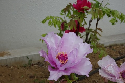 DSC04927