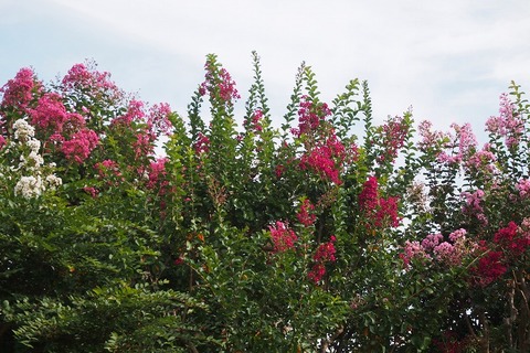 PA030183
