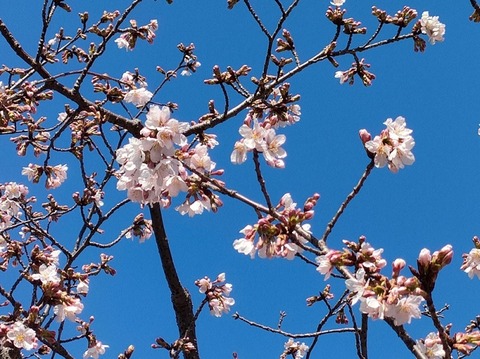 0228玉縄桜200