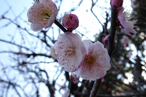 DSC05120