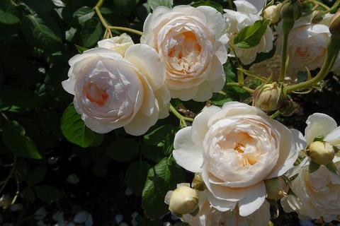 s-DSC09886
