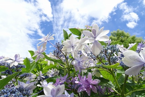 DSC04698