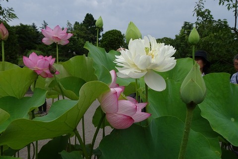 s-DSC08344