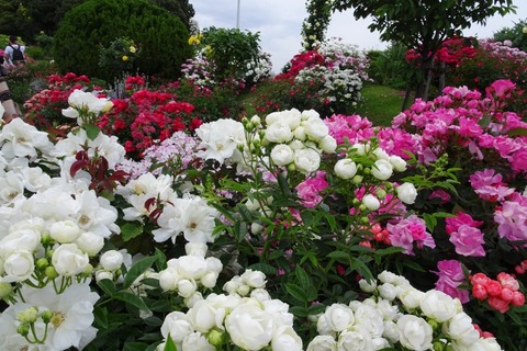 DSC00300
