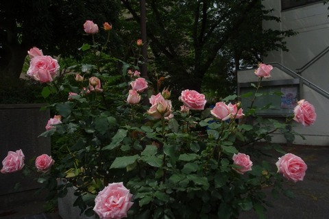 aDSC00118