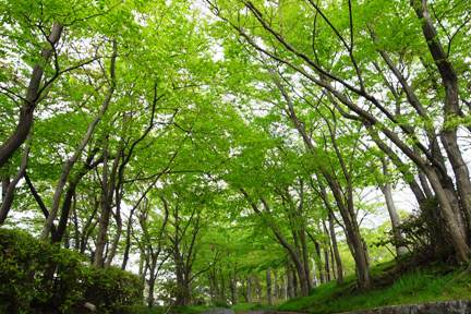 Shr0048384 Shr0048384