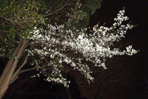 s-DSC01003