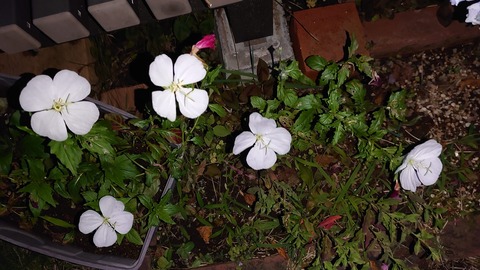 357727015_2495397547283991_3551550213757272646_n