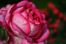 6081e6d8.jpg