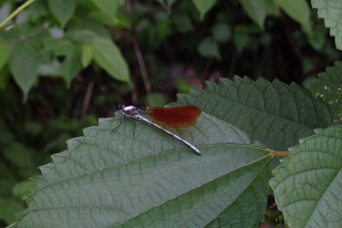 aDSC00608