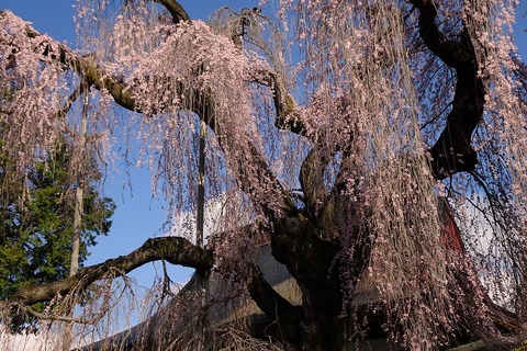 aaaDSC03954_h