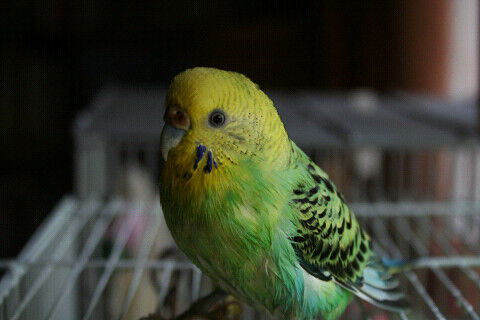 Resize0377