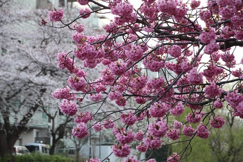 aIMG_2145