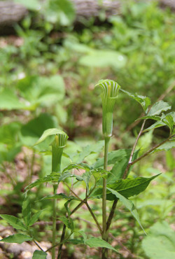 6c4288f8.jpg