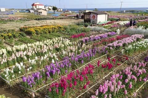 DSC06312 (2)