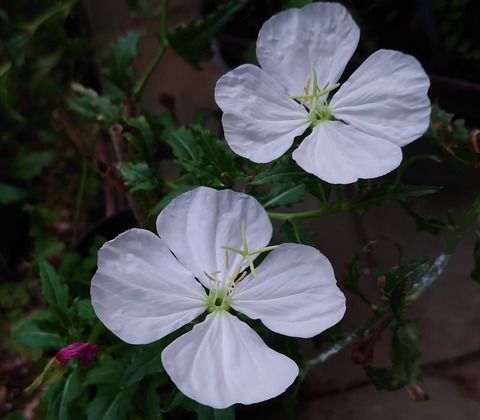 357716207_2495397513950661_7385091380326248545_n